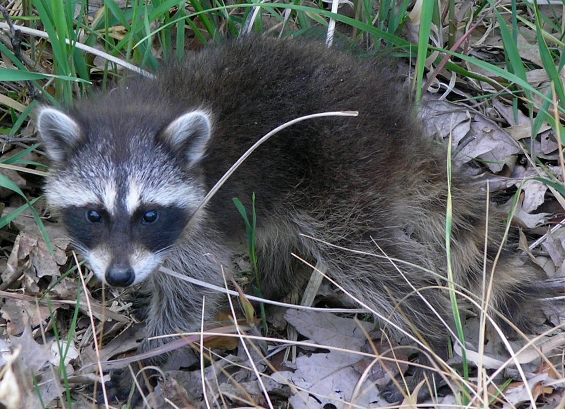 <a href="https://commons.wikimedia.org/wiki/File:Common_Raccoon_(Procyon_lotor)_in_Northwest_Indiana.jpg">Waschbärwelpe (Procyon lotor)</a> - Foto: <a href="https://commons.wikimedia.org/wiki/User:DDima">Dmytro S.</a>, public domain. Waschbär (Procyon lotor)