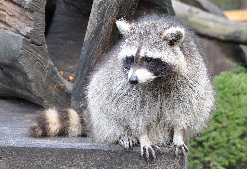 <a href="https://commons.wikimedia.org/wiki/File:Procyon_lotor_qtl2.jpg">Waschbär (Procyon lotor)</a> - Foto: <a href="https://commons.wikimedia.org/wiki/User:Quartl">Quartl</a> <a href="https://creativecommons.org/licenses/by-sa/3.0/legalcode" rel="license">CC BY-SA 3.0</a> Waschbär (Procyon lotor)