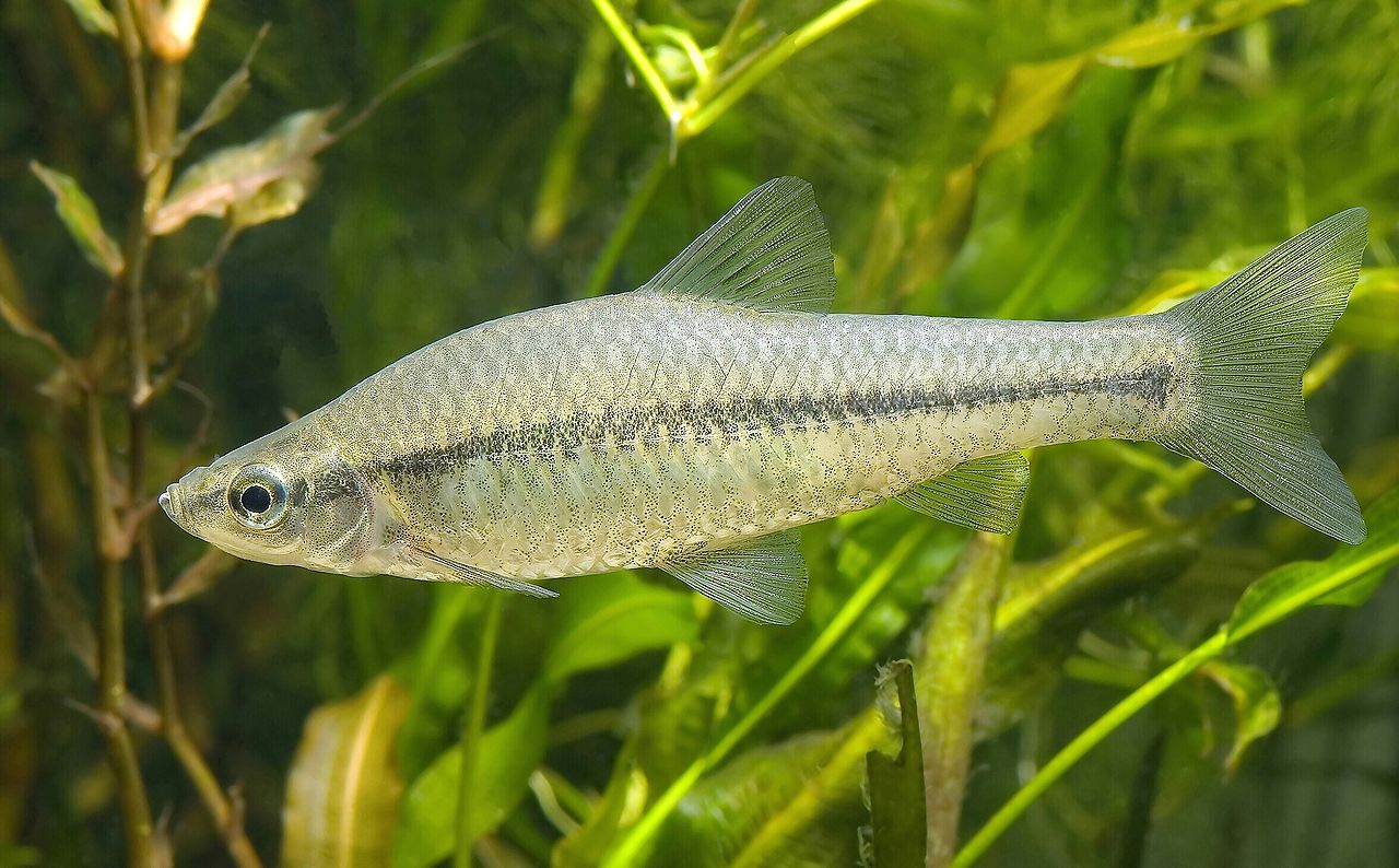 <a href="https://commons.wikimedia.org/wiki/File:Pseudorasbora_parva(edited_version).jpg">Blaubandbärbling (Pseudorasbora parva)</a> - Foto: <a href="https://commons.wikimedia.org/wiki/User:Seotaro">Seotaro</a> optimiert durch <a href="https://commons.wikimedia.org/wiki/User:Estrilda">Estrilda</a>, <a href="https://commons.wikimedia.org/wiki/User:Laitche">Laitche</a> <a href="https://creativecommons.org/licenses/by-sa/3.0/legalcode" rel="license">CC BY-SA 3.0</a> Blaubandbärbling (Pseudorasbora parva)