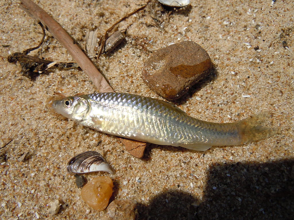 <a href="https://commons.wikimedia.org/wiki/File:Pseudorasbora_parva,_Dniester_Estuary.jpg">Blaubandbärbling (Pseudorasbora parva)</a> - Foto © <a href="https://commons.wikimedia.org/wiki/User:Ykvach">Yuriy Kvach</a> <a href="https://creativecommons.org/licenses/by-sa/3.0/legalcode" rel="license">CC BY-SA 3.0</a> Blaubandbärbling (Pseudorasbora parva)