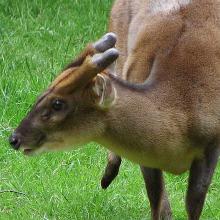 Chinesischer Muntjak (Muntiacus reevesii)