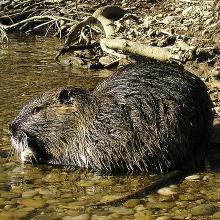 Nutria (Myocastor coypus)