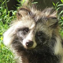 Marderhund (Nyctereutes procyonoides)