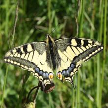 Papillio machaon (Schwalbenschwanz)