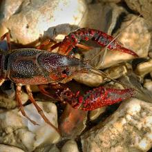 Roter Amerikanischer Sumpfkrebs (Procambarus clarkii)