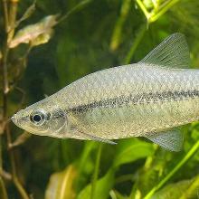 Blaubandbärbling (Pseudorasbora parva)