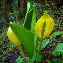 Gelbe Scheincalla