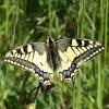 Papillio machaon (Schwalbenschwanz)